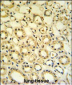 H6PD Antibody (C-term)